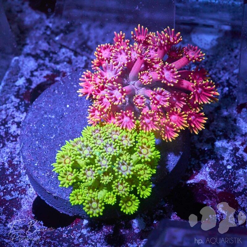 Goniopora Kombi